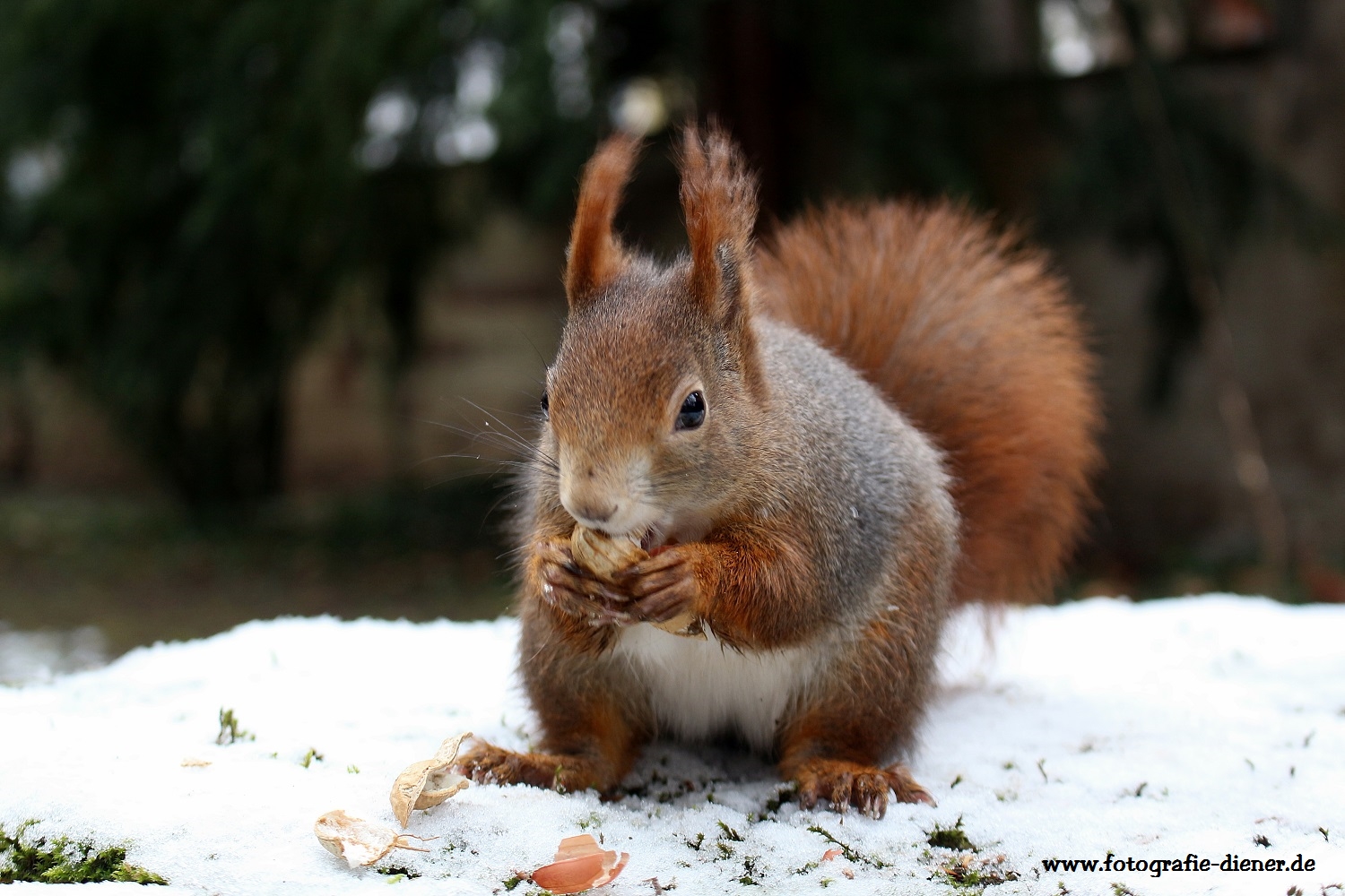 Eichhörnchen im Schnee