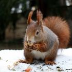 Eichhörnchen im Schnee