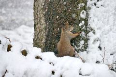 Eichhörnchen im Schnee