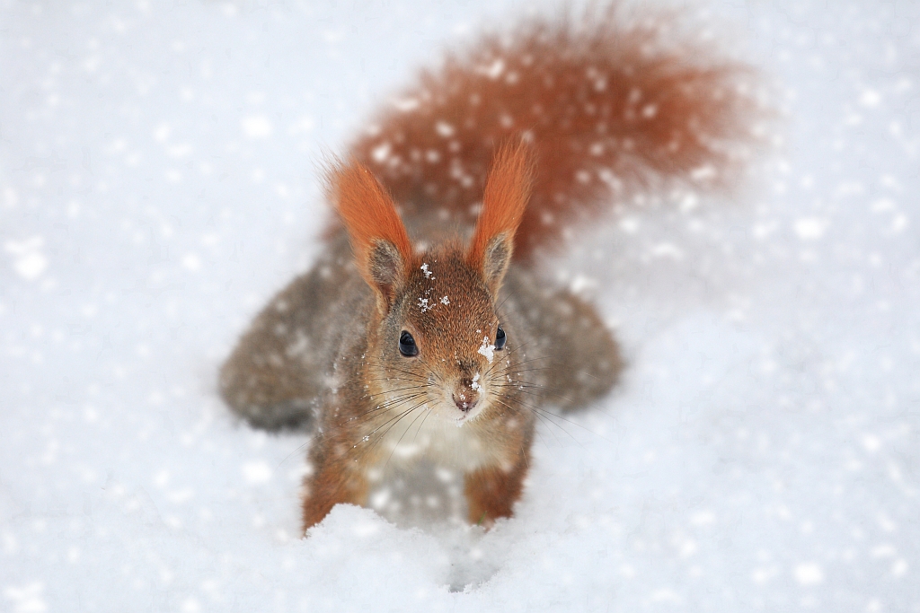 Eichhörnchen im Schnee