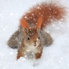 Eichhörnchen im Schnee