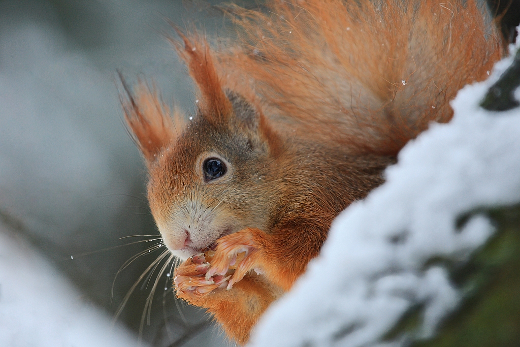 Eichhörnchen im Schnee