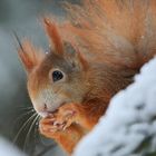 Eichhörnchen im Schnee