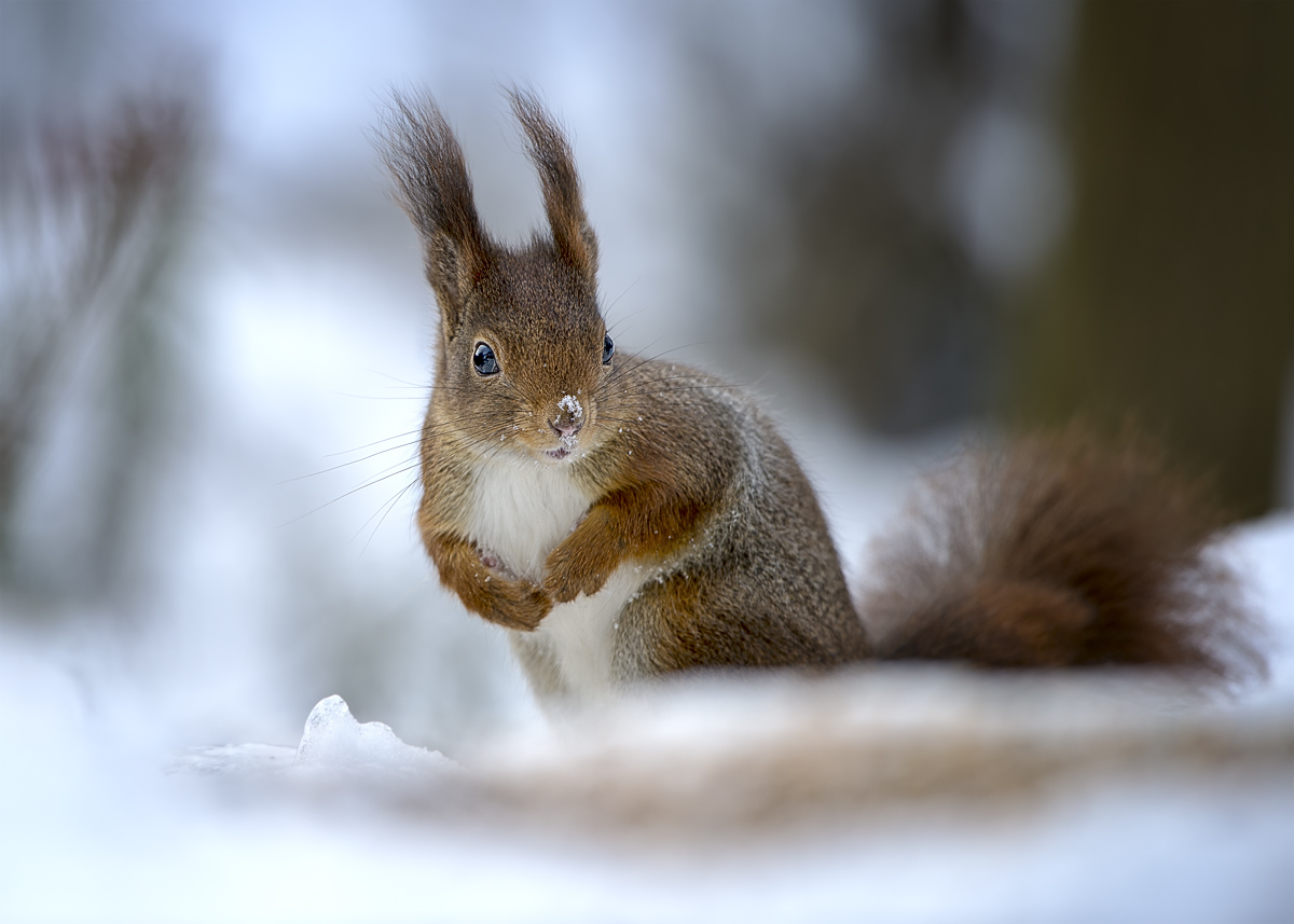 Eichhörnchen im Schnee