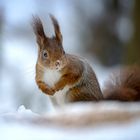 Eichhörnchen im Schnee