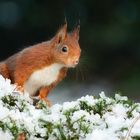 Eichhörnchen im Schnee