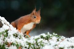 Eichhörnchen im Schnee