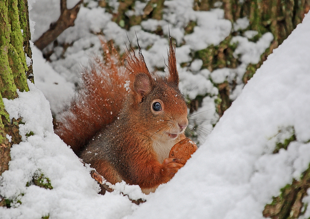 Eichhörnchen im Schnee