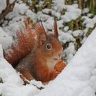 Eichhörnchen im Schnee