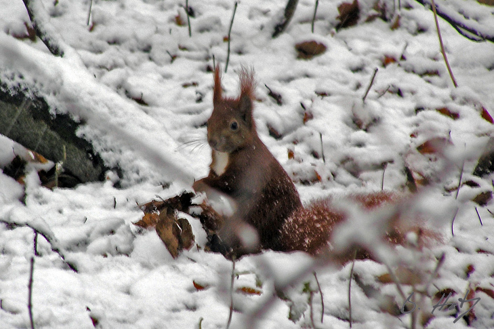 Eichhörnchen im Schnee