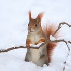 Eichhörnchen im Schnee 