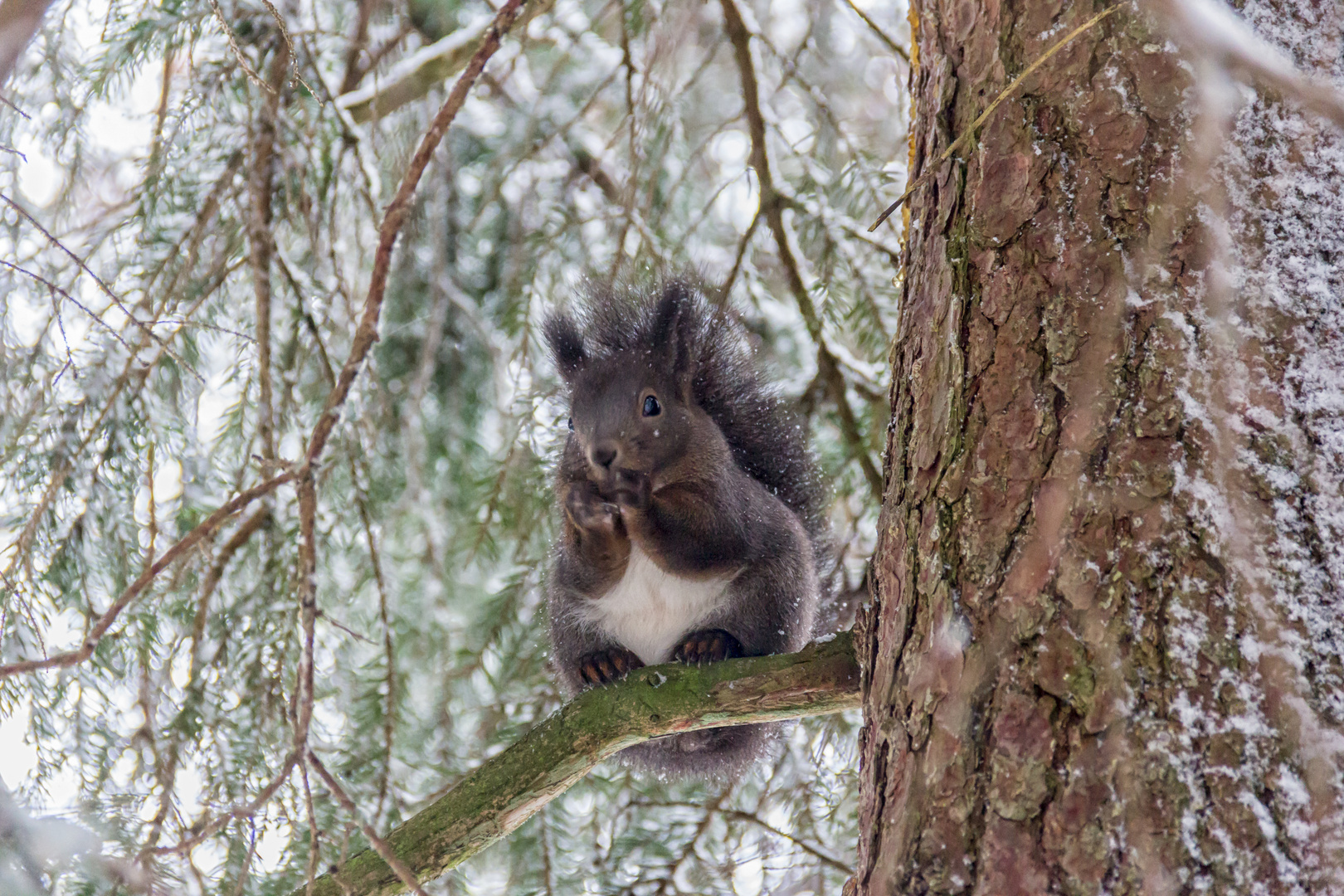 Eichhörnchen im Schneegestöber