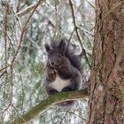 Eichhörnchen im Schneegestöber