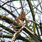 Eichhörnchen im Schulgarten