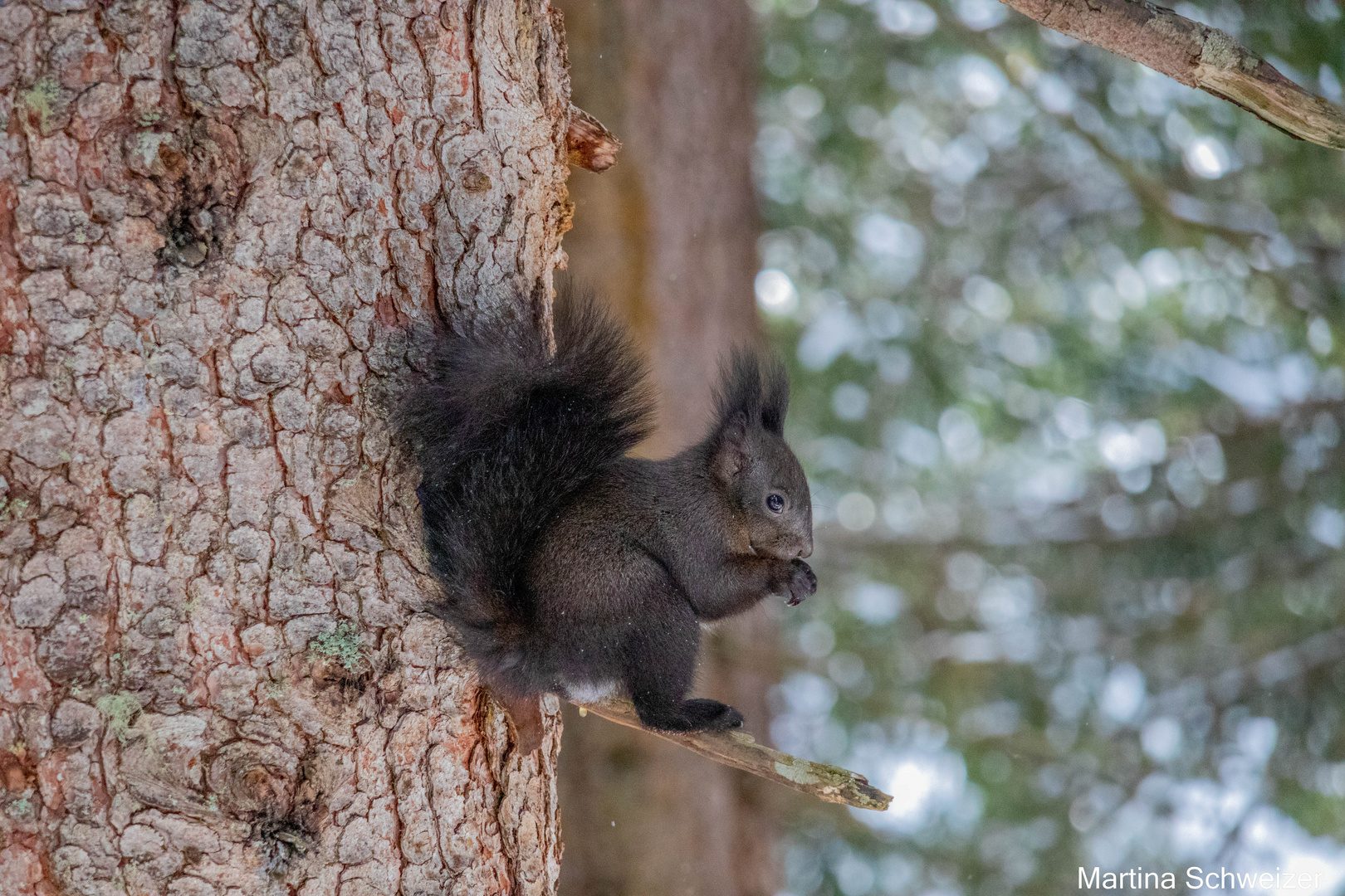 Eichhörnchen im schweizer Wald