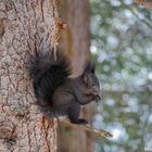 Eichhörnchen im schweizer Wald