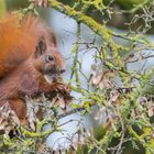 "Eichhörnchen im Sonnenlicht 2024"