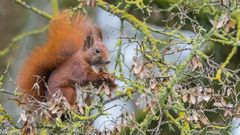 "Eichhörnchen im Sonnenlicht 2024"