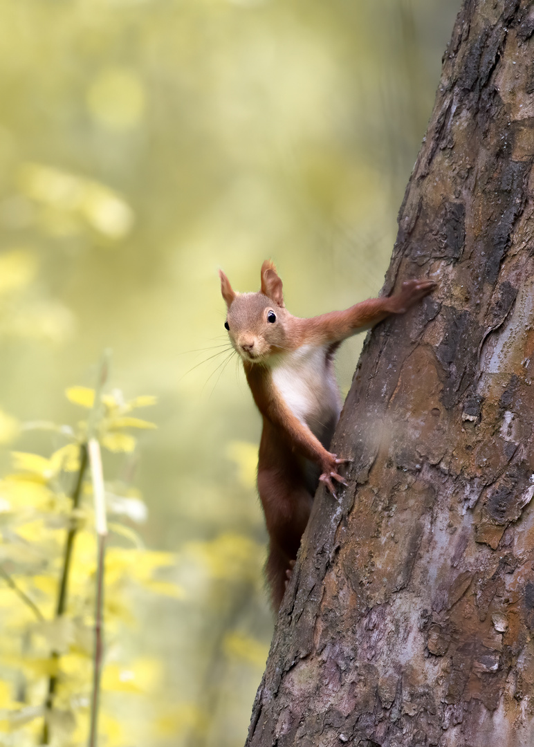 Eichhörnchen im Sonnenlicht