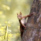 Eichhörnchen im Sonnenlicht