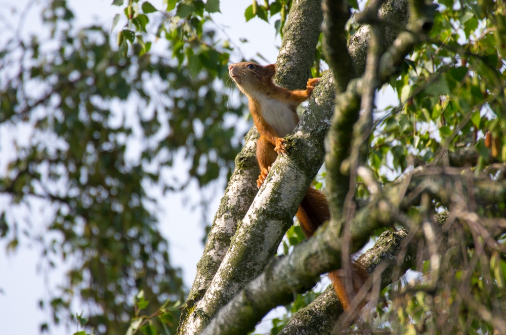 Eichhörnchen im Sonnenschein