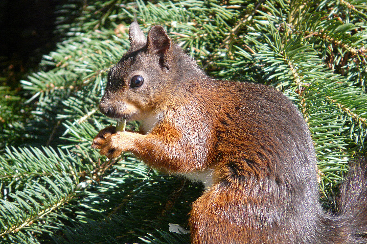 Eichhörnchen im Sonnenschein