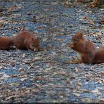 Eichhörnchen im Spätsommer 2009