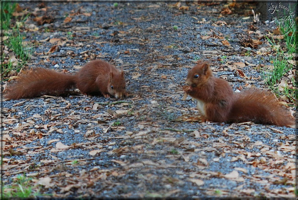 Eichhörnchen im Spätsommer 2009