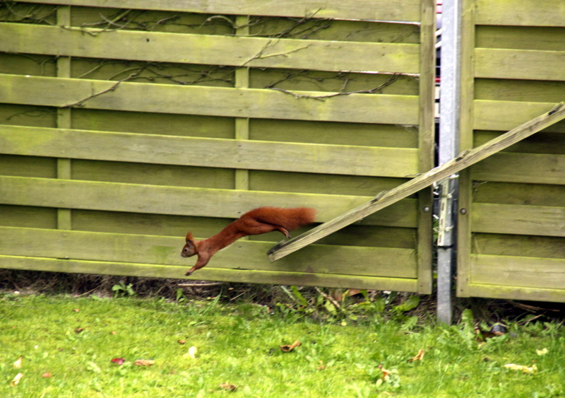 Eichhörnchen im Sprung