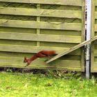 Eichhörnchen im Sprung