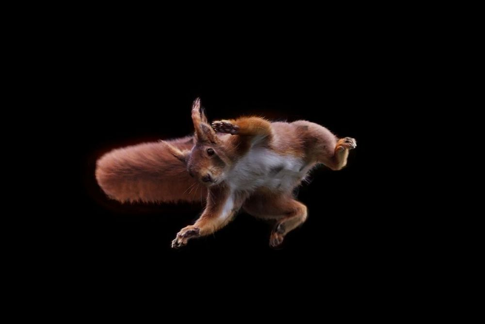 Eichhörnchen im Sprung (Freigestellt)