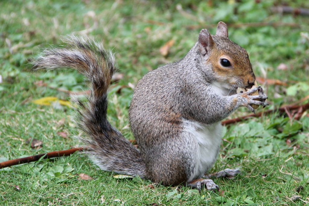Eichhörnchen im St. James Park