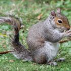 Eichhörnchen im St. James Park