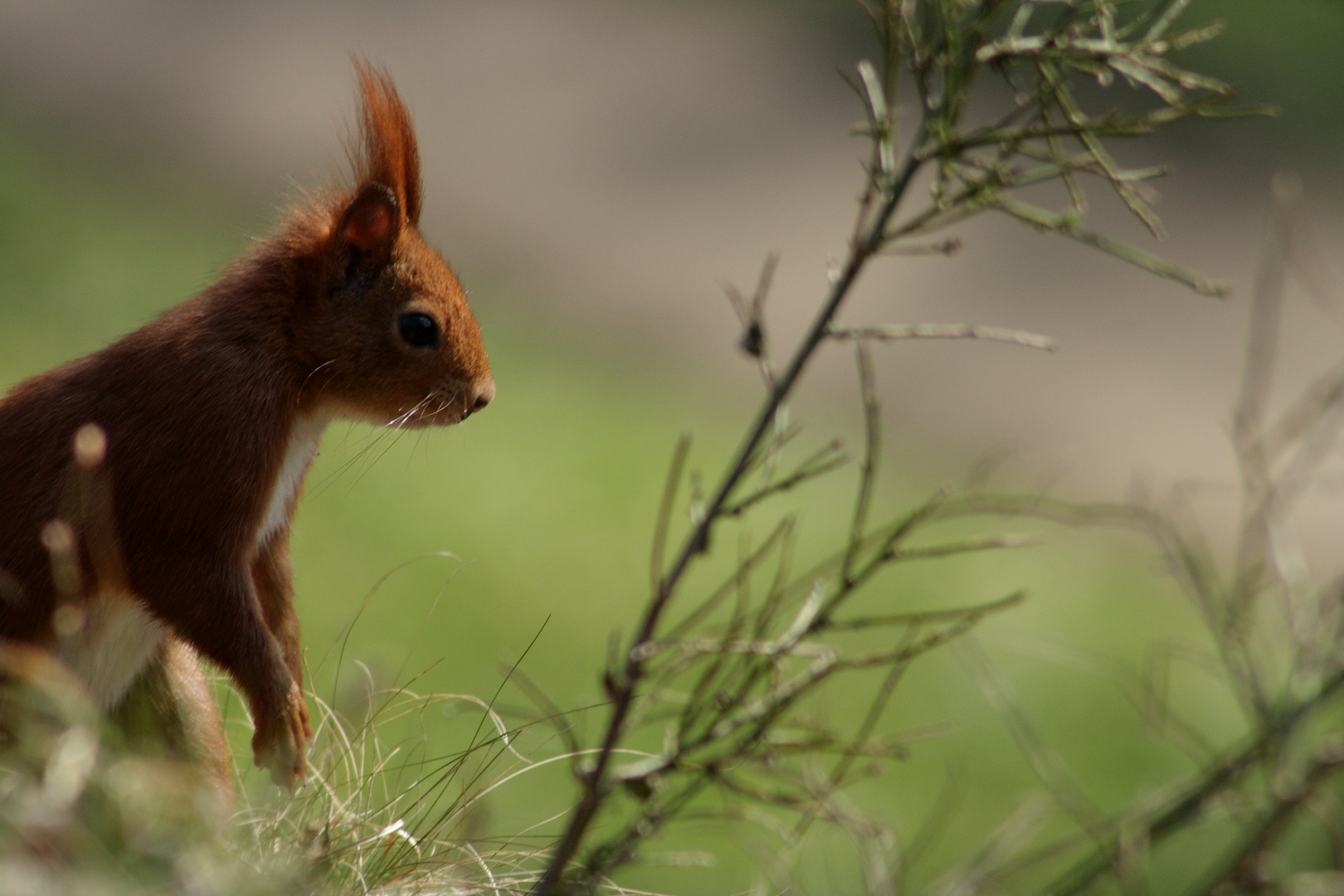 Eichhörnchen im Stadtgarten Aachen