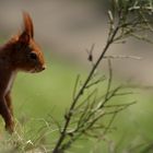 Eichhörnchen im Stadtgarten Aachen