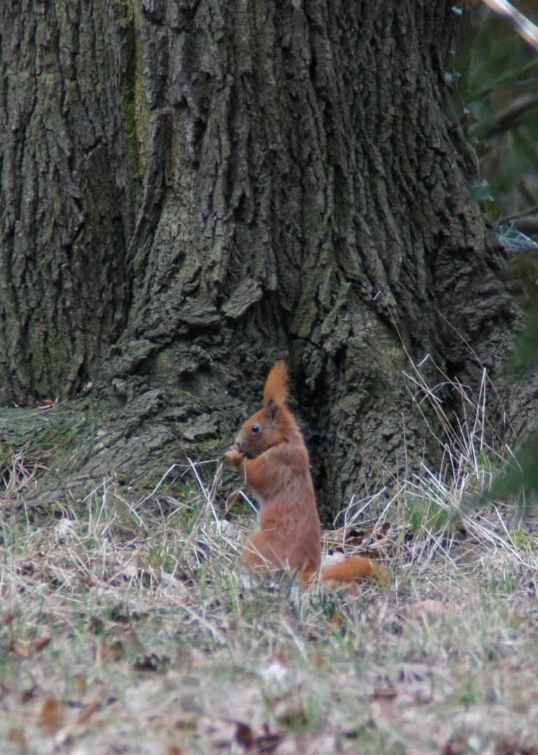 Eichhörnchen im Stadtpark