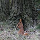 Eichhörnchen im Stadtpark