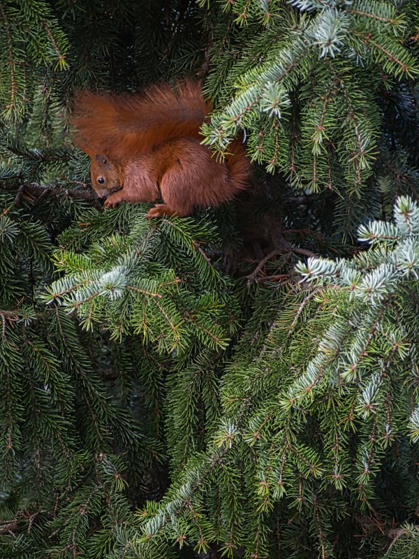 Eichhörnchen im Tannenbaum