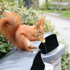 Eichhörnchen im Tierpark Berlin