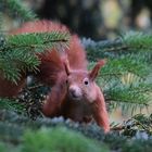 Eichhörnchen im Versteck (1)