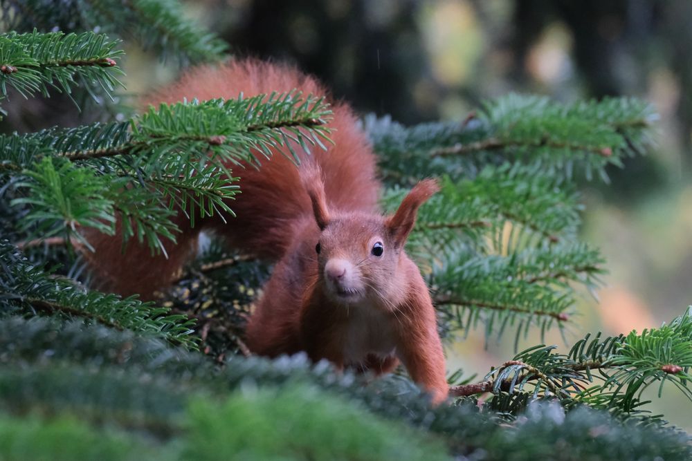 Eichhörnchen im Versteck (1)