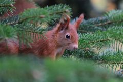 Eichhörnchen im Versteck (2)