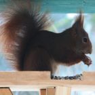 Eichhörnchen im Vogelhäuschen 