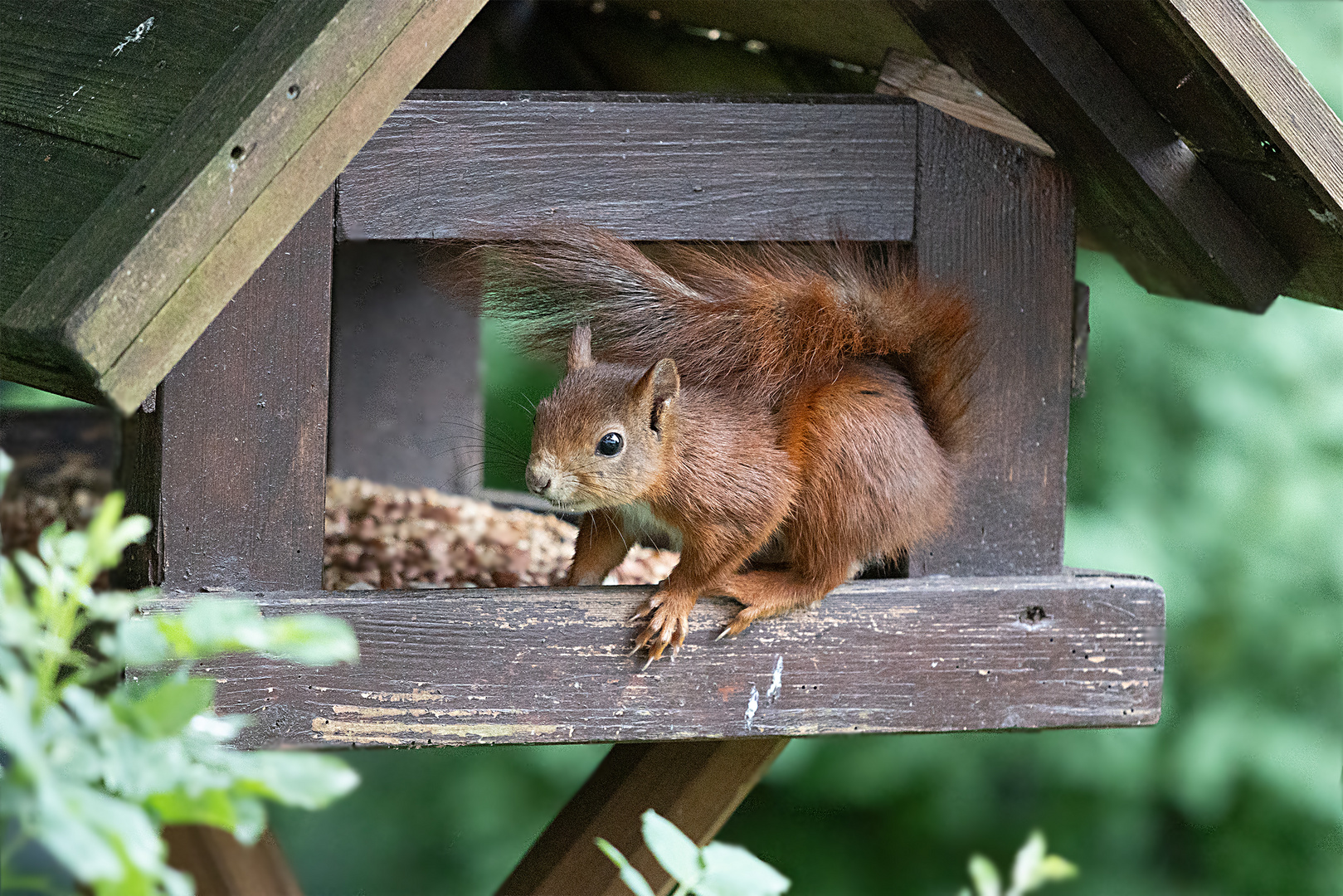 Eichhörnchen im Vogelhäuschen