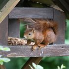 Eichhörnchen im Vogelhäuschen