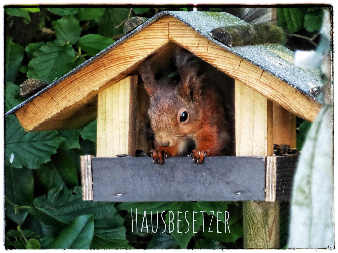 Eichhörnchen im Vogelhaus