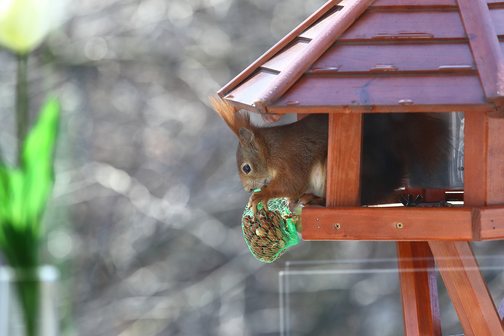 Eichhörnchen im Vogelhaus