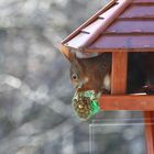 Eichhörnchen im Vogelhaus