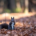 Eichhörnchen im Wald