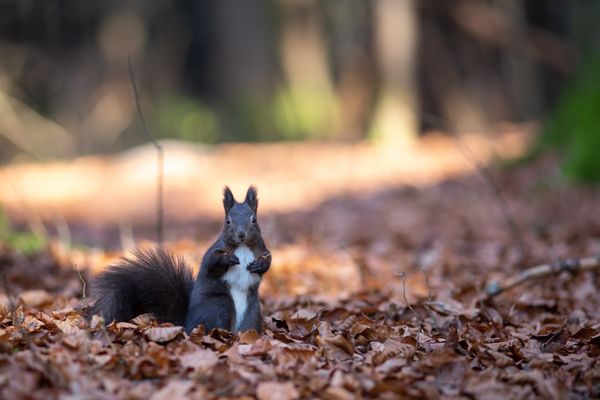 Eichhörnchen im Wald